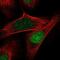 Aquarius Intron-Binding Spliceosomal Factor antibody, NBP2-55806, Novus Biologicals, Immunofluorescence image 