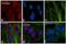 Calnexin antibody, PA5-34754, Invitrogen Antibodies, Immunofluorescence image 