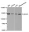 Ubiquitination Factor E4A antibody, abx002394, Abbexa, Western Blot image 