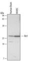 RIT1 antibody, MAB4697, R&D Systems, Western Blot image 