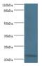 Interferon Alpha 10 antibody, MBS1489565, MyBioSource, Western Blot image 