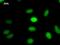 Nuclear Cap Binding Protein Subunit 2 antibody, LS-C342759, Lifespan Biosciences, Immunofluorescence image 