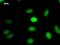 Nuclear cap-binding protein subunit 2 antibody, LS-C342759, Lifespan Biosciences, Immunofluorescence image 