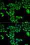 Flavin Containing Dimethylaniline Monoxygenase 3 antibody, 18-371, ProSci, Immunofluorescence image 