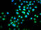 Inturned Planar Cell Polarity Protein antibody, LS-C680678, Lifespan Biosciences, Immunofluorescence image 
