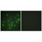 Zinc Finger Protein 875 antibody, A11100, Boster Biological Technology, Immunofluorescence image 
