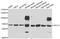 Amyloid Beta Precursor Like Protein 1 antibody, A6870, ABclonal Technology, Western Blot image 