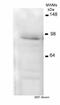 Aryl Hydrocarbon Receptor Nuclear Translocator antibody, ab2771, Abcam, Western Blot image 