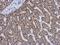 Glutamate Dehydrogenase 2 antibody, NBP2-16678, Novus Biologicals, Immunohistochemistry frozen image 