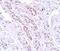 Tectonic Family Member 1 antibody, NBP1-77182, Novus Biologicals, Immunohistochemistry frozen image 