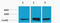 Histone H3 antibody, STJ97214, St John