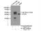 Acyl-CoA Dehydrogenase Short Chain antibody, 16623-1-AP, Proteintech Group, Immunoprecipitation image 