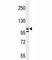 Collagen Type I Alpha 2 Chain antibody, F41539-0.4ML, NSJ Bioreagents, Western Blot image 