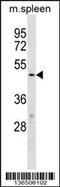 T-Box 20 antibody, 58-993, ProSci, Western Blot image 