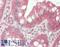 Slit Guidance Ligand 2 antibody, LS-B13918, Lifespan Biosciences, Immunohistochemistry paraffin image 