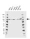 Enhancer Of Zeste 2 Polycomb Repressive Complex 2 Subunit antibody, VMA00528, Bio-Rad (formerly AbD Serotec) , Western Blot image 