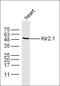 Potassium Voltage-Gated Channel Subfamily J Member 2 antibody, orb184788, Biorbyt, Western Blot image 