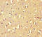 Rho GTPase Activating Protein 42 antibody, LS-C677184, Lifespan Biosciences, Immunohistochemistry paraffin image 