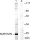 Baculoviral IAP Repeat Containing 5 antibody, LS-B8368, Lifespan Biosciences, Western Blot image 