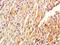 Fat Storage Inducing Transmembrane Protein 1 antibody, orb183695, Biorbyt, Immunohistochemistry paraffin image 