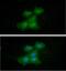 Eukaryotic Translation Initiation Factor 5A antibody, GTX57567, GeneTex, Immunocytochemistry image 