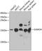 Small Ubiquitin Like Modifier 4 antibody, 22-999, ProSci, Western Blot image 