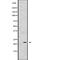 FAAH antibody, abx146921, Abbexa, Western Blot image 