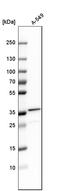 HIV-1 Tat Interactive Protein 2 antibody, HPA006417, Atlas Antibodies, Western Blot image 