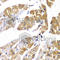 Protein Phosphatase 1 Regulatory Subunit 12A antibody, A6700, ABclonal Technology, Immunohistochemistry paraffin image 