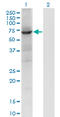 Protein Tyrosine Phosphatase Non-Receptor Type 9 antibody, LS-C198032, Lifespan Biosciences, Western Blot image 