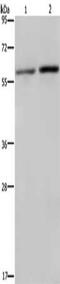 Ribosomal Protein S6 Kinase B2 antibody, CSB-PA182949, Cusabio, Western Blot image 