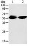 Tektin 3 antibody, orb107448, Biorbyt, Western Blot image 