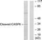 Caspase 6 antibody, LS-B7726, Lifespan Biosciences, Western Blot image 