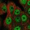 Cell Division Cycle Associated 4 antibody, NBP2-57660, Novus Biologicals, Immunocytochemistry image 
