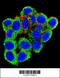 Promyelocytic Leukemia antibody, 61-401, ProSci, Immunofluorescence image 