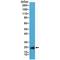 Caveolin 1 antibody, M00179-2, Boster Biological Technology, Western Blot image 