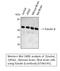 Tubulin Beta 3 Class III antibody, STJ96145, St John