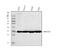 Annexin A3 antibody, M04796-2, Boster Biological Technology, Western Blot image 