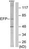 E3 ubiquitin/ISG15 ligase TRIM25 antibody, LS-C119037, Lifespan Biosciences, Western Blot image 