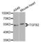 Transforming Growth Factor Beta 2 antibody, LS-C349289, Lifespan Biosciences, Western Blot image 