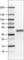 Apolipoprotein L1 antibody, AMAb90532, Atlas Antibodies, Western Blot image 