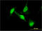 Dihydropyrimidinase Like 2 antibody, LS-C197078, Lifespan Biosciences, Immunofluorescence image 