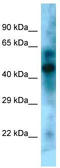 Kruppel Like Factor 15 antibody, TA344498, Origene, Western Blot image 