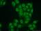 Cullin 4B antibody, 20882-1-AP, Proteintech Group, Immunofluorescence image 