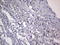 Adiponectin, C1Q And Collagen Domain Containing antibody, LS-C790273, Lifespan Biosciences, Immunohistochemistry paraffin image 