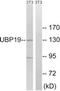 Ubiquitin Specific Peptidase 19 antibody, AP32328PU-N, Origene, Western Blot image 