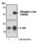 Jun Proto-Oncogene, AP-1 Transcription Factor Subunit antibody, PA5-17491, Invitrogen Antibodies, Western Blot image 