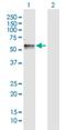 Reticulophagy Regulator 1 antibody, H00054463-D01P, Novus Biologicals, Western Blot image 