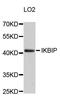 IKBKB Interacting Protein antibody, A10962, ABclonal Technology, Western Blot image 