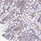 Growth Differentiation Factor 15 antibody, NBP2-14389, Novus Biologicals, Immunohistochemistry frozen image 